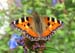 2006-Wildlife-07