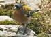 2006-Wildlife-14