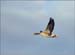 2006-Wildlife-17