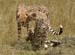2006-Wildlife-18