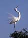 2006-Wildlife-19