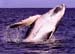 2006-Wildlife-23